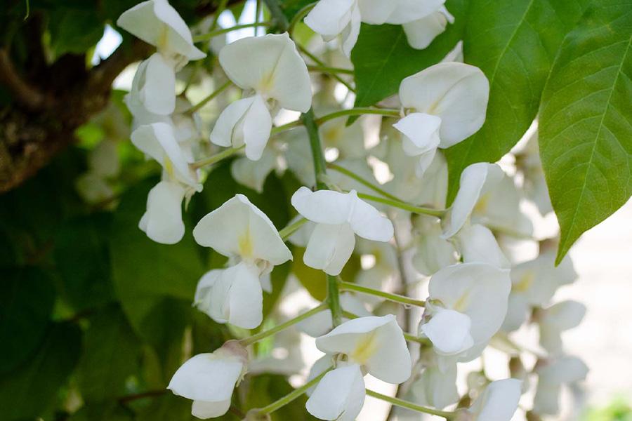 Japanse witte regen klimplant (60 - 70 cm)