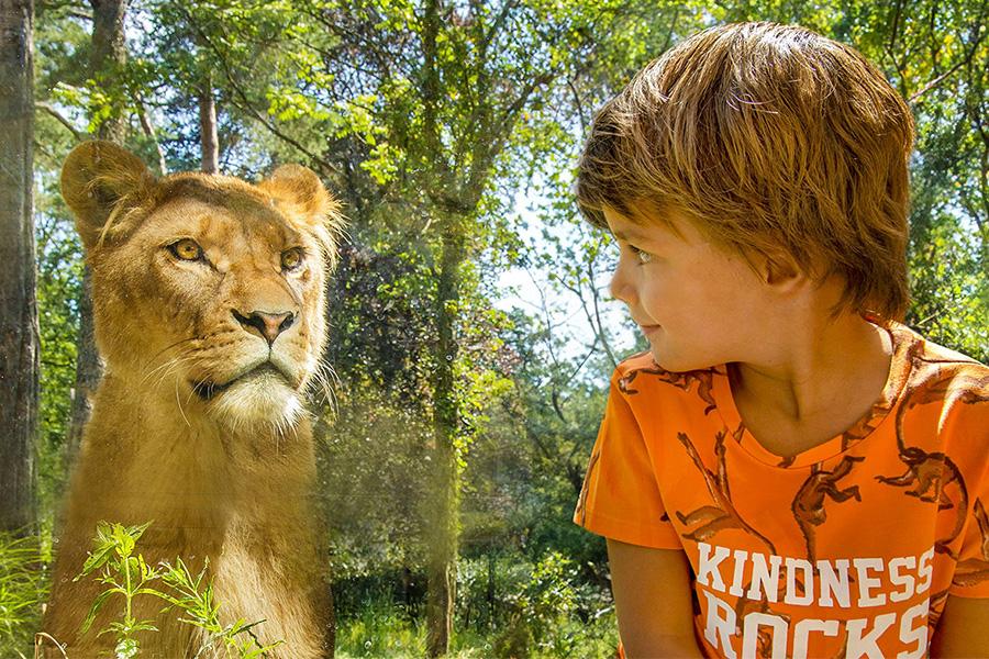 Kind en leeuwin die elkaar aankijken