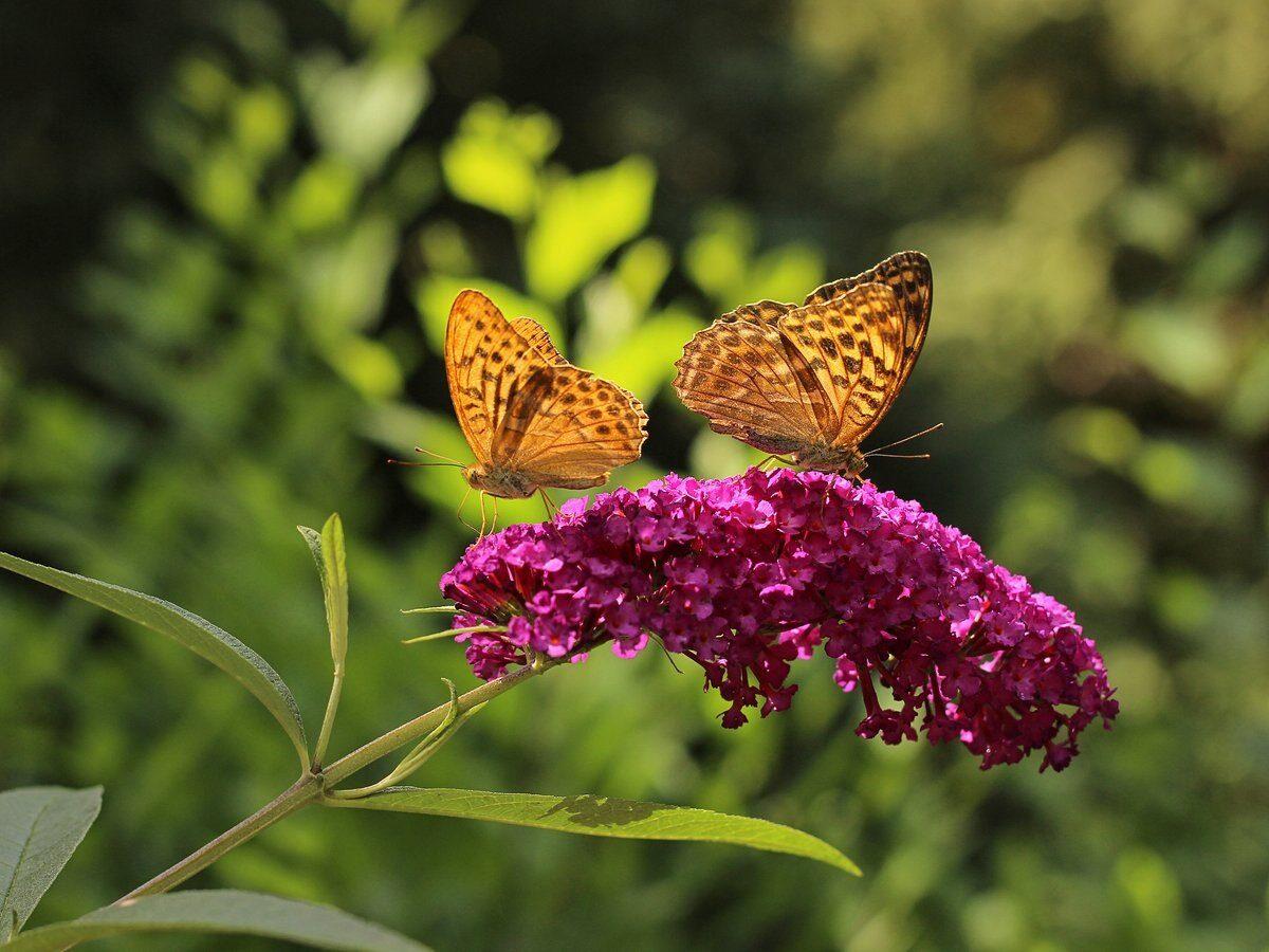Set van 3 vlinderstruiken voor in je tuin (30 - 40 cm)
