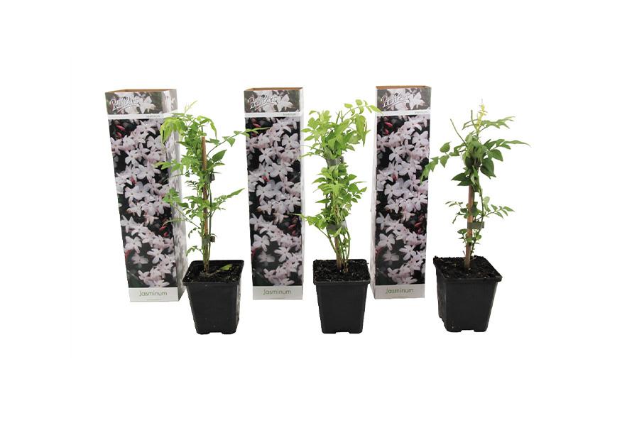 Set van 3 jasmijnplanten (25 - 40 cm)
