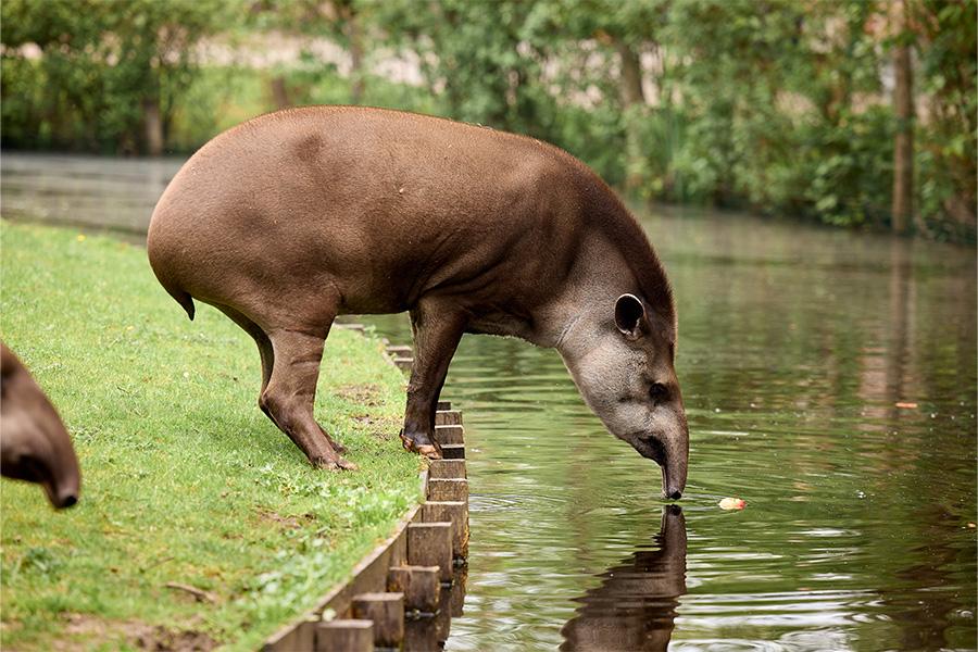 Tapir aan het drinken uit het water