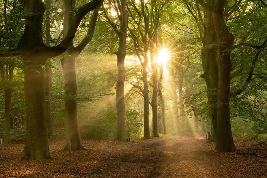 3 dagen Utrechtse Heuvelrug incl.  ontbijt + 3-gangendiner (2 p.)