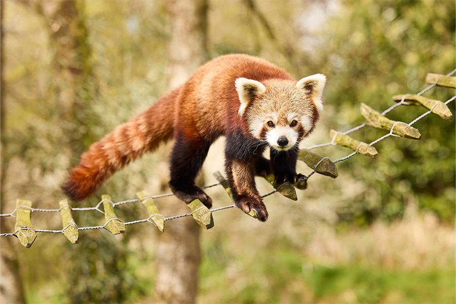 Rode panda op een touwtrappetje