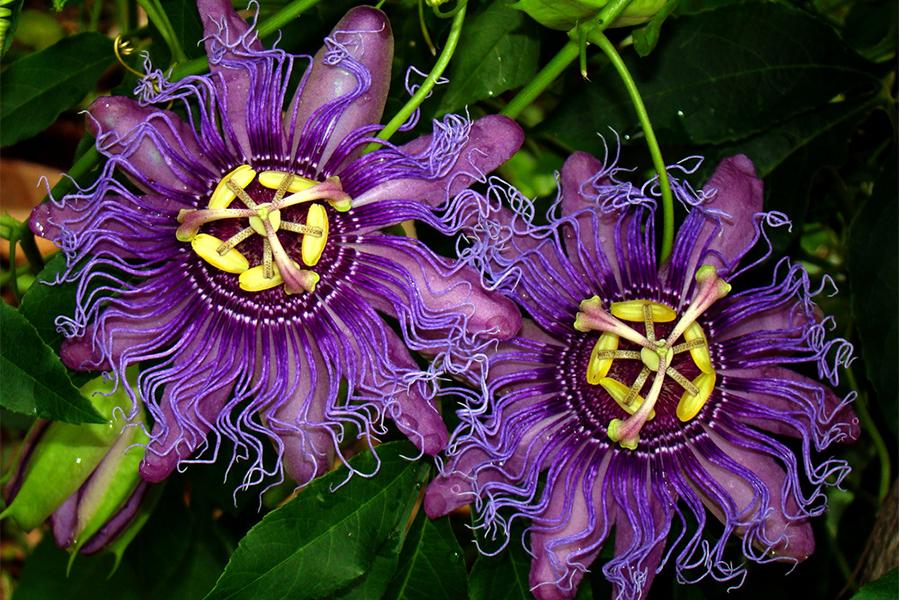 Set van 3 Passiflora-planten