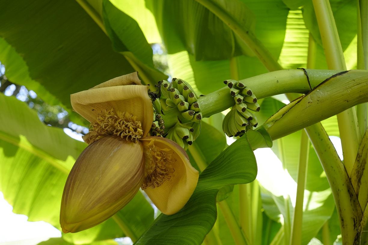 Set van 3 winterharde bananenplanten